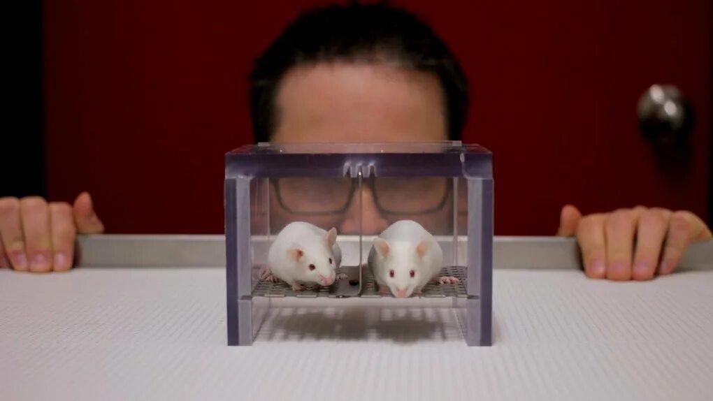 подопытные мыши. лабораторные животные. лабораторные животные. опыты на лабораторных животных. лабораторная крыса.