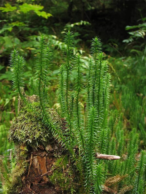 Плауны животное. Lycopodium annotinum. Плаун годичный Lycopodium annotinum l. 2. Плаун в Карелии. Ликоподиум Питерский лес.