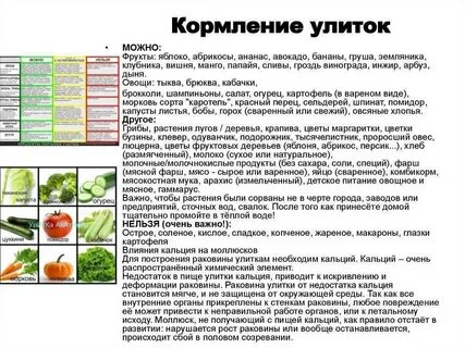 Какие фрукты овощи можно кормящим