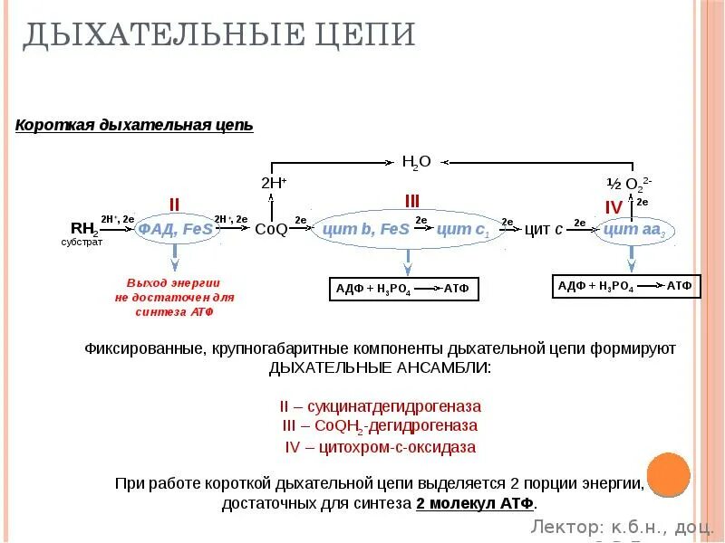 Матричная атф. Механизм синтеза АТФ В дыхательной цепи. АТФ синтаза в дыхательной цепи. Синтез АТФ биохимия. Энергетический обмен биохимия дыхательная цепь.