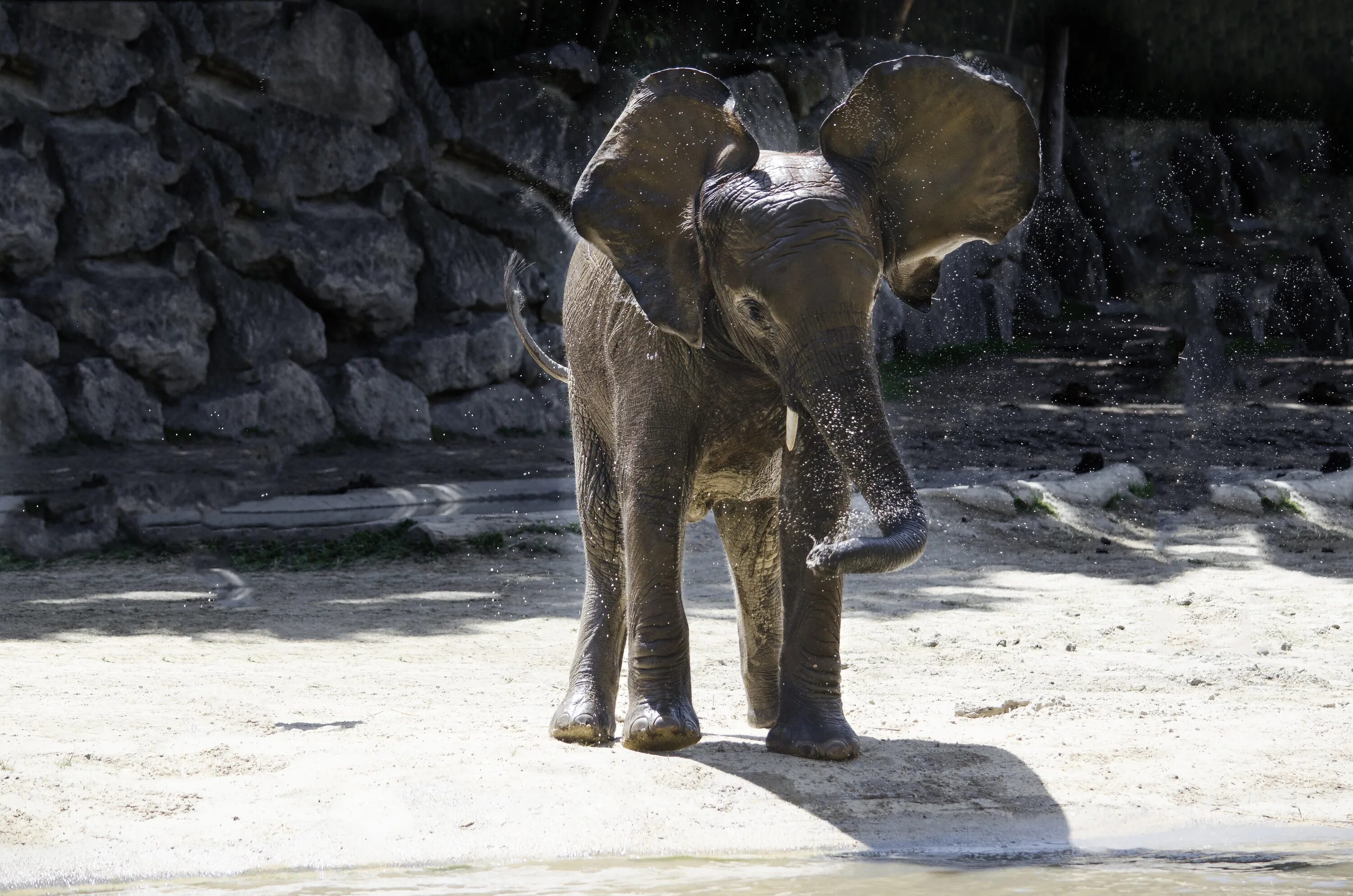 Funny elephant. Слоненок. Слон и Слоненок. Прикольный Слоник. Смешные слоны.