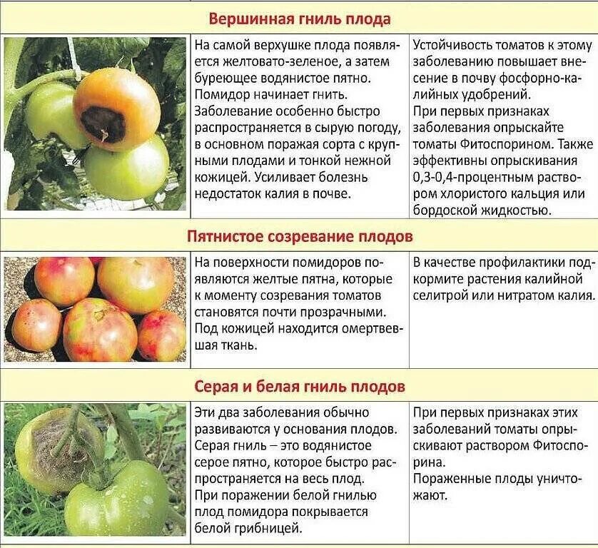 Как вылечить вершинную гниль