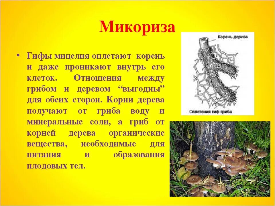 Грибы образующие микоризу с корнями. Грибница микориза. Микориза гриба. Плодовые тела микоризы. Микориза гриба представляет.