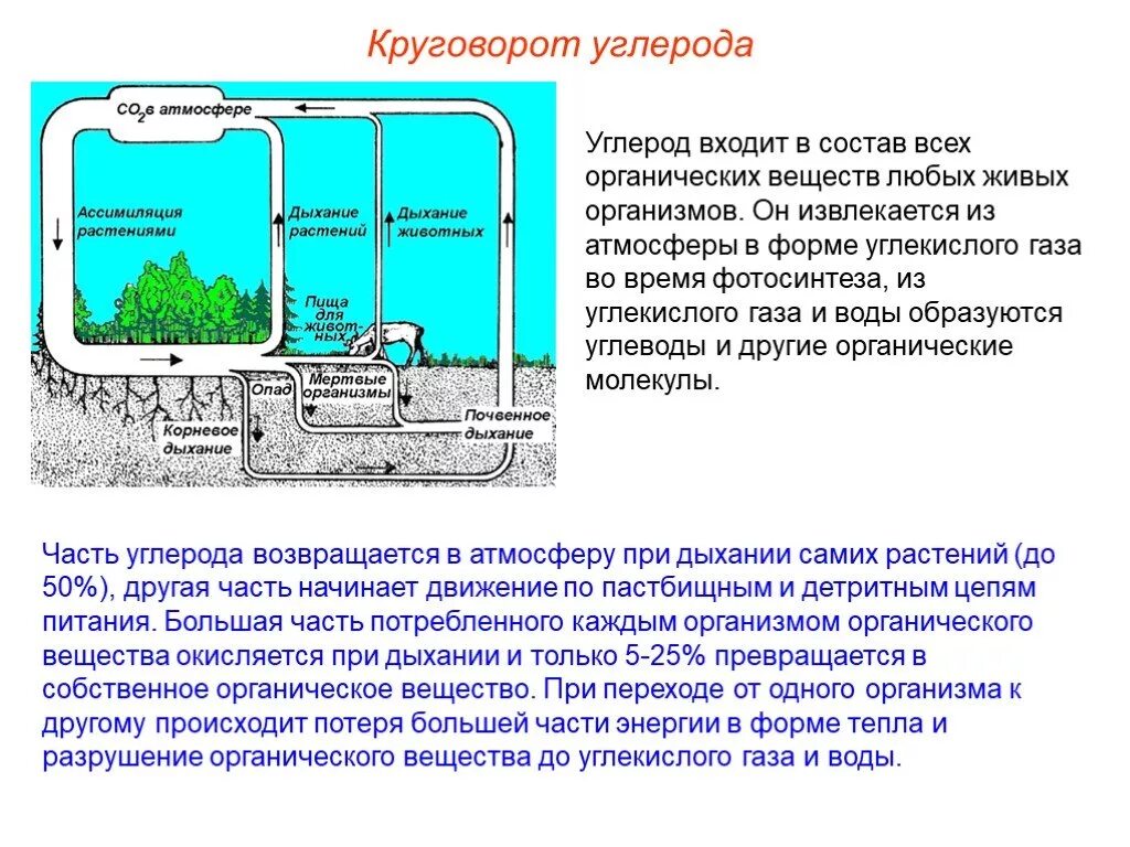 Углекислый газ функции в биосфере. Круговорот углерода в биосфере. Кратко опишите круговорот углерода.. Круговорот воды углерода азота в биосфере. Цикл углерода схема.