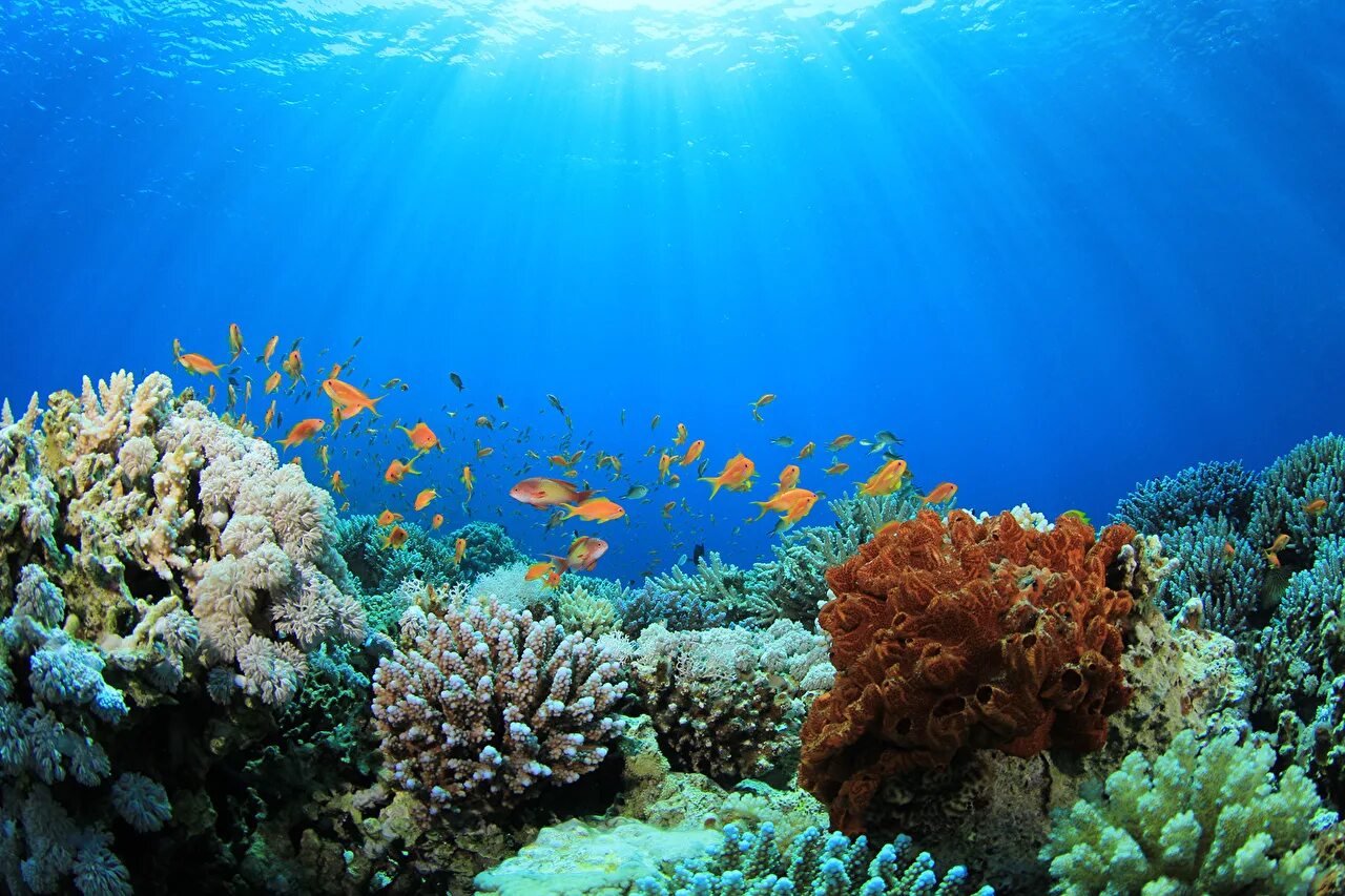 Красивые коралловые рифы. Океанские рифы. Коралловый риф в Шарм Эль Шейхе. Подводный мир океана коралловый риф. Морской Барьерный риф в океане.