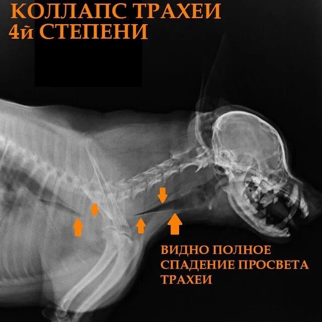 Стеноз у собак. Коллапс трахеи у собак рентген. Коллапс трахеи у собак рентген снимок.