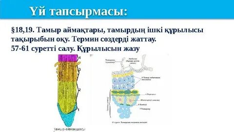Қыздың қынапшасының құрылымының фотосуреттері