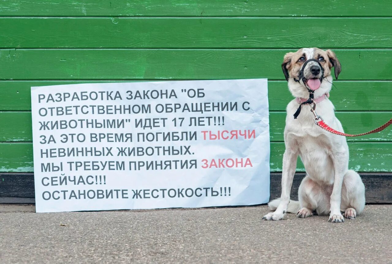Закон об ответственном обращении. Ответственное обращение с животными. закон об обращении с животными. закон об ответственном обращении к животным. федеральный закон об ответственном обращении с животными.
