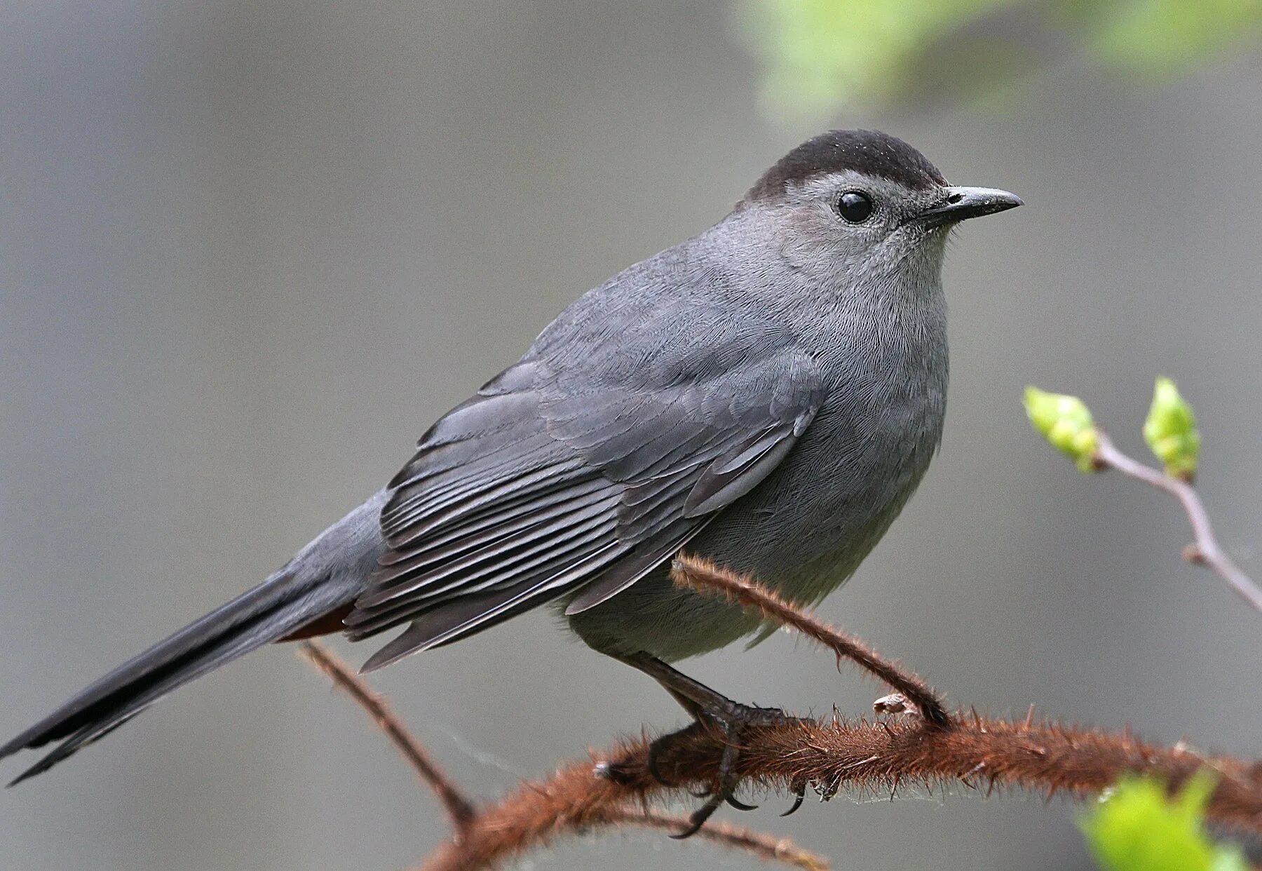 Темно серая птица. Gray Catbird птица. Серенькая Лесная птичка. Серый Дрозд (Grey Catbird). Маленькая серая птица.