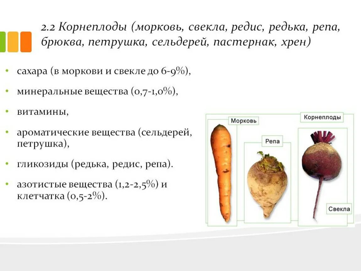 Корнеплод свеклы и клубень картофеля. Пищевая ценность корнеплодов моркови. Строение корнеплодов моркови и свеклы. Корнеплоды морковь редька свекла. Анатомия корнеплода моркови и свеклы.