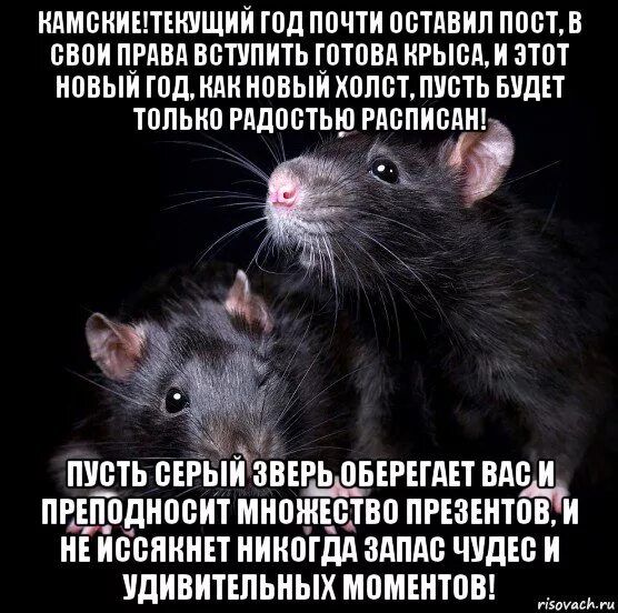 Мужчина крыса. Крыса на посту. Цитаты про крыс животных. Посвящается крысам.