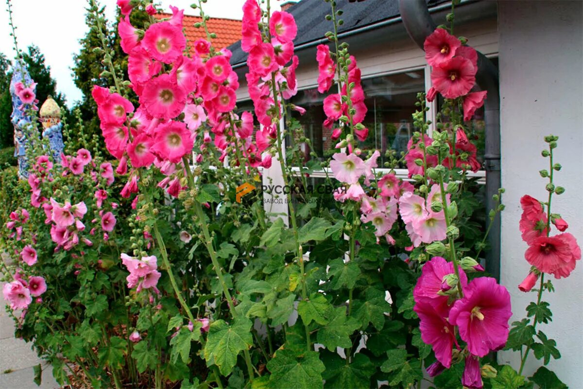 Мальва – Alcea rosea. Мальва ампельная.