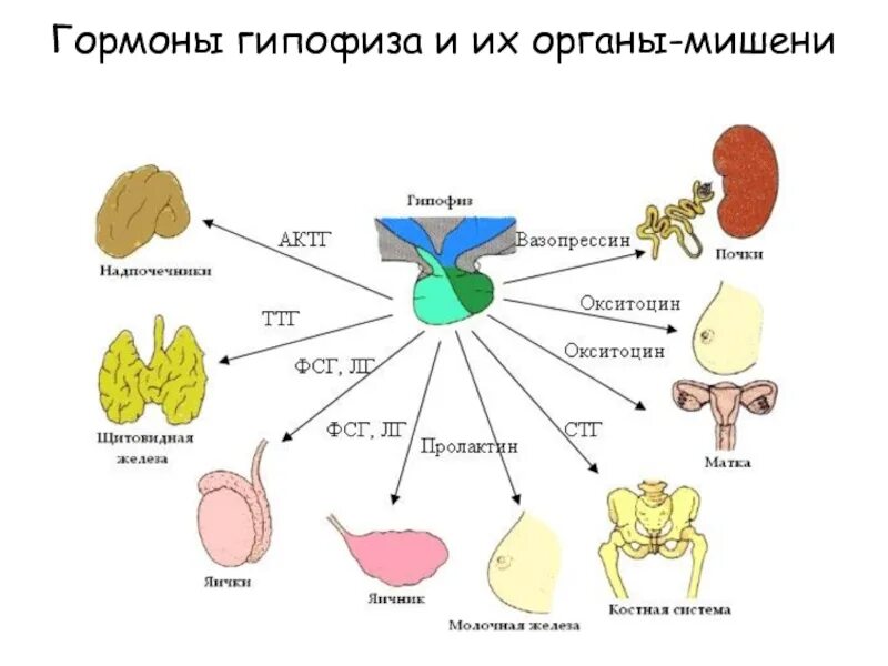 Гормоны гипофиза и органы мишени. Органы мишени эндокринной системы. 5 Уровней регуляции менструационного цикла. Эндокринные железы гипофиз.