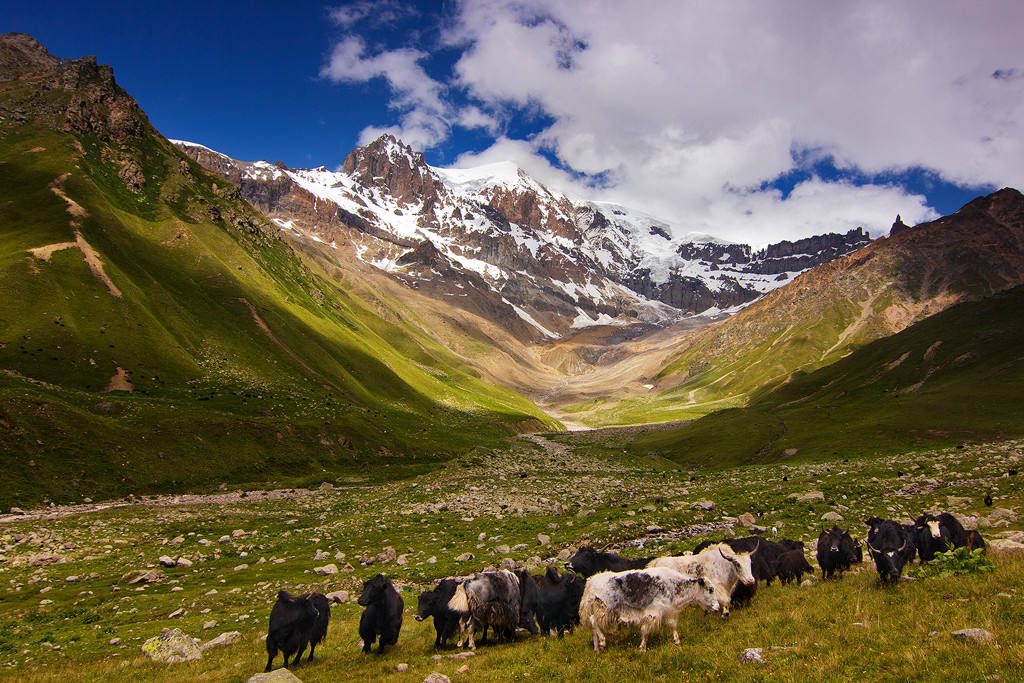 Як домбай. Монголия гималаи. Як гора. Гималайский бык. Мачапучаре гора.