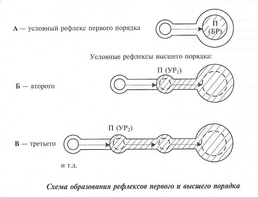 Схема условного рефлекса 3 порядка. Схема условного рефлекса второго порядка. Условный рефлекс первого порядка схема. Условный рефлекс 2 порядка.