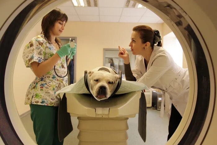Ветеринар часть 2. Компьютерный томограф для животных. Аппарат кт для животных. Мрт для животных. Мрт собаки.