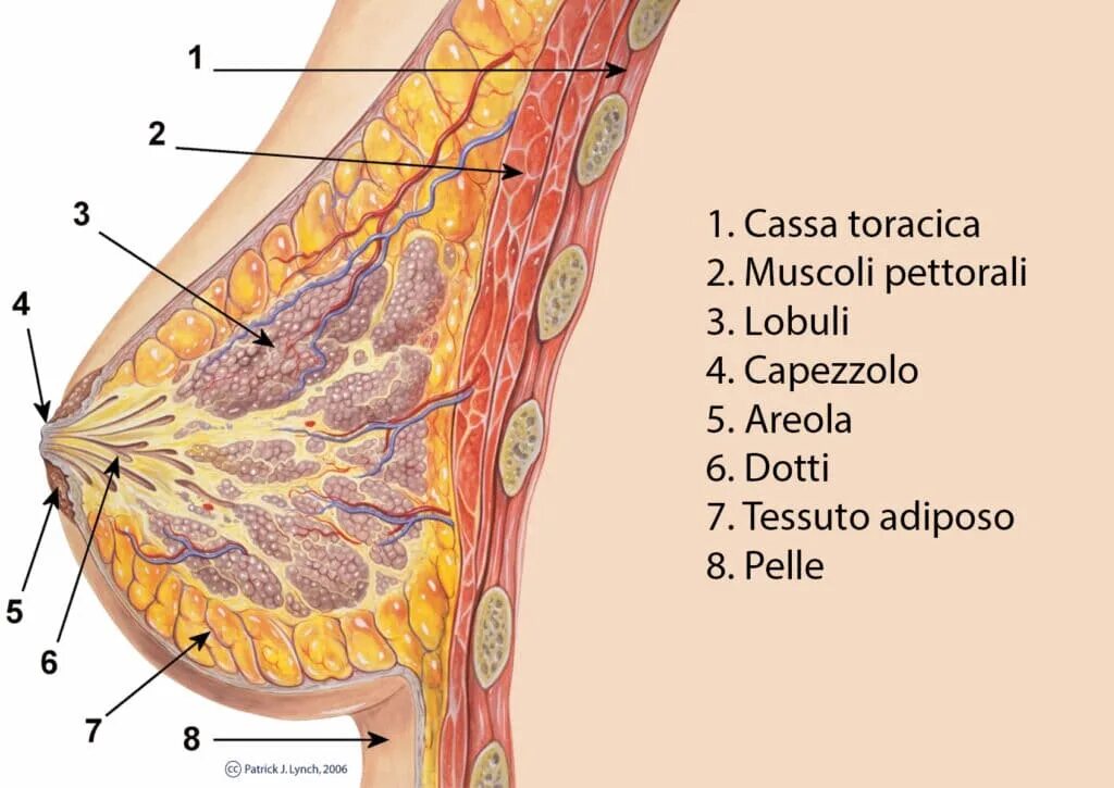 Доле груди. Строение ареолы молочной железы. Строение женской грудной железы при лактации. Строение женской грудной железы. Состав молочной железы у женщин.