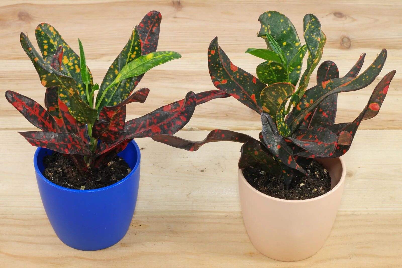 Кротон петра цветок. Кротон аукубовидный. Кротон кодиеум растение. Кротон кодиеум растение. Цветок кротон.