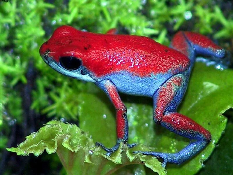 квакша древолаз. лягушка квакша. лягушка древолаз зеленая. цветная жаба. Centrolenidae).