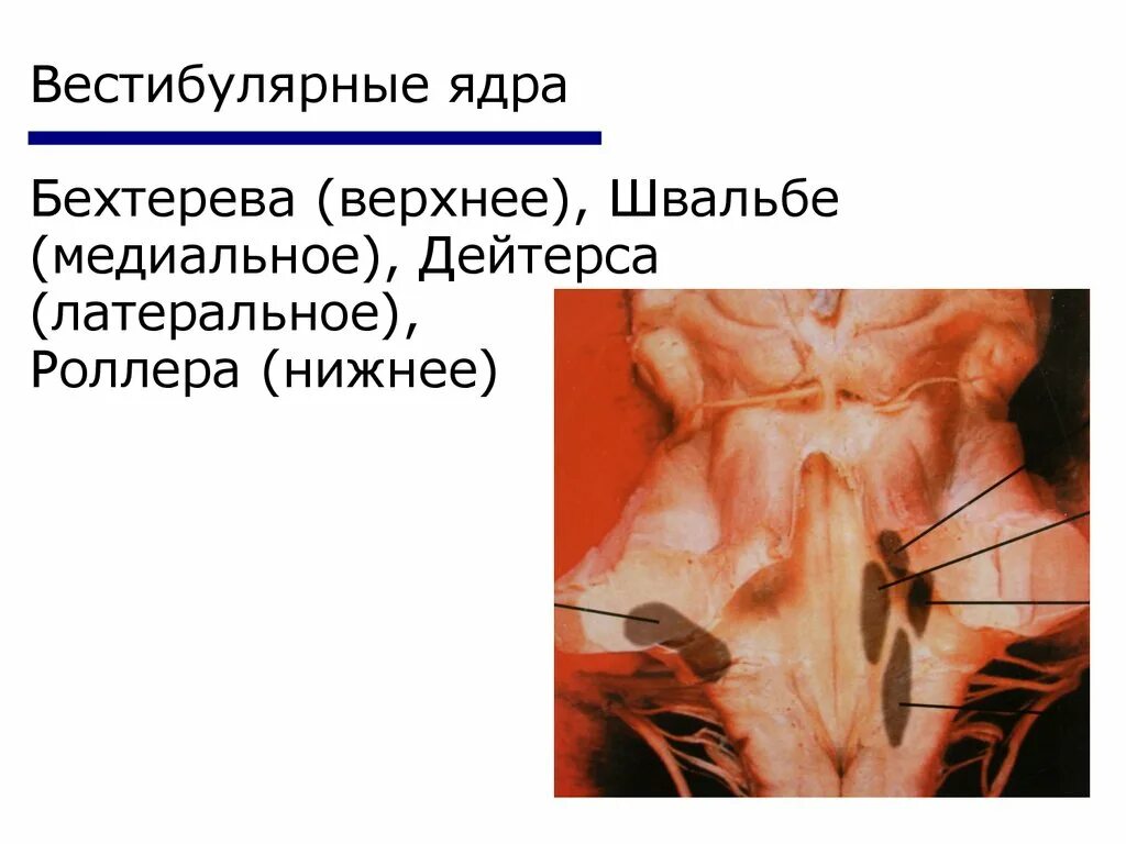 Вестибулярное ядро дейтерса физиология. Ствол мозга. Вестибулярные ядра мозга. Латеральное вестибулярное ядро. Ядро бехтерева и дейтерса.