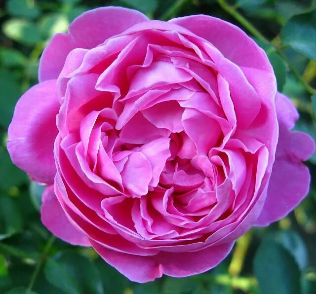 Купить розу неукрывную. Лучшие сорта роз для средней полосы. Самые устойчивые розы для средней полосы.