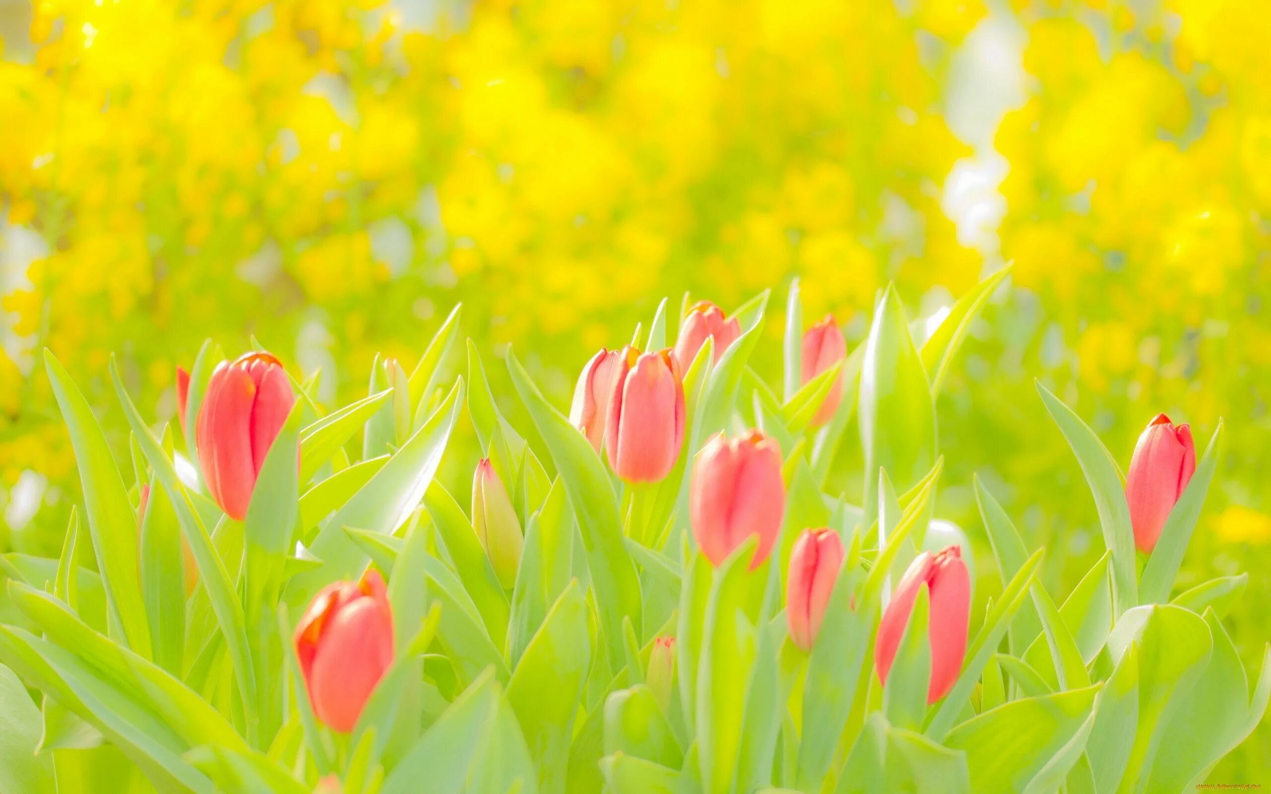 Яркие весенние цветы. Весенний фон. Весенние тюльпаны. Красивый весенний фон. Весенний букет фон