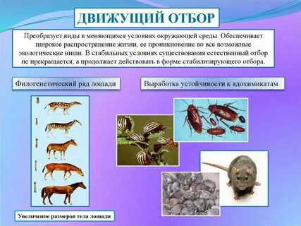 Движущий естественный отбор примеры у растений