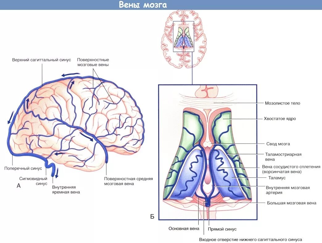 Верхние вены мозга. Отток крови от головного мозга венозные синусы. Поверхностная средняя мозговая Вена. Венозный отток от головного мозга синусы. Венозная система головного мозга схема.
