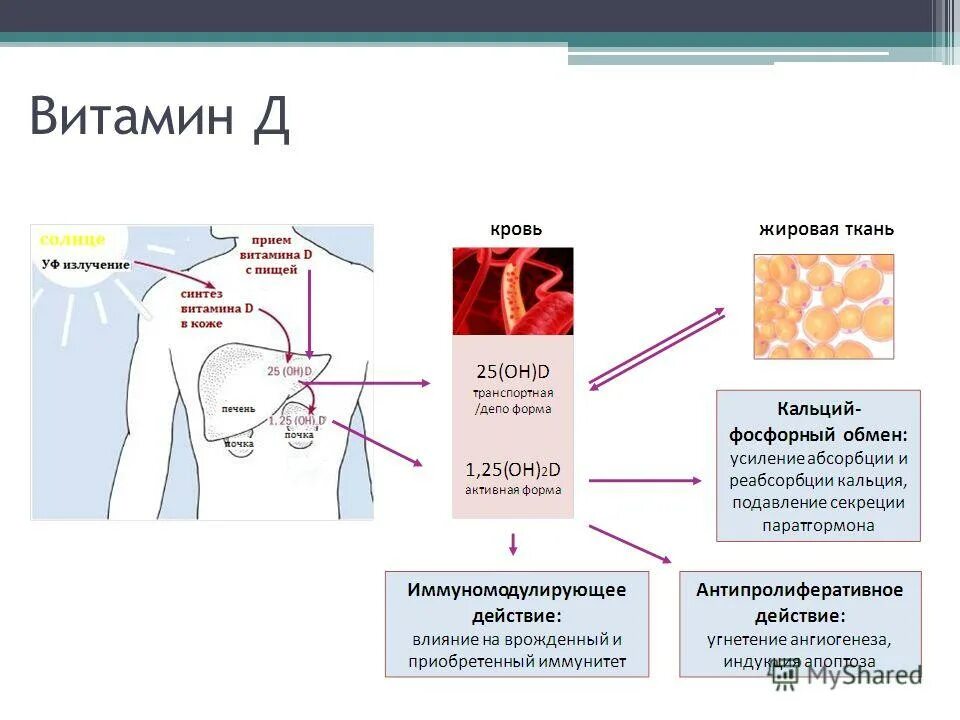 Побочка от д3. Метаболизм витамина д в организме схема. Активация витамина д в организме происходит. Схема метаболизма витамина д. Синтез витамина д в организме человека.