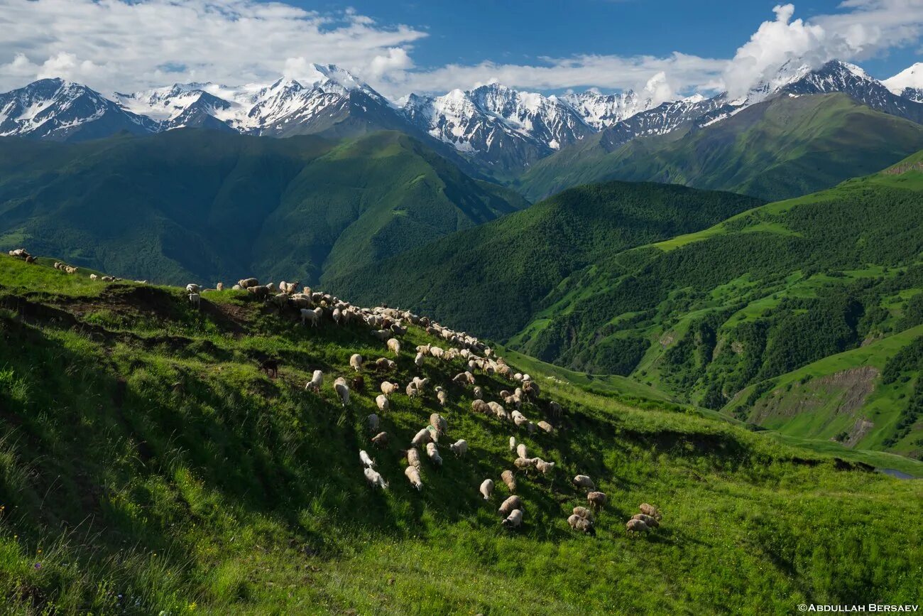 Горная какой район. Северная Осетия горы Альпийские Луга. Чеченская Республика горы Чеченской Республики. Итум Калинский район Альпийские Луга. Альпийские Луга Северного Кавказа.