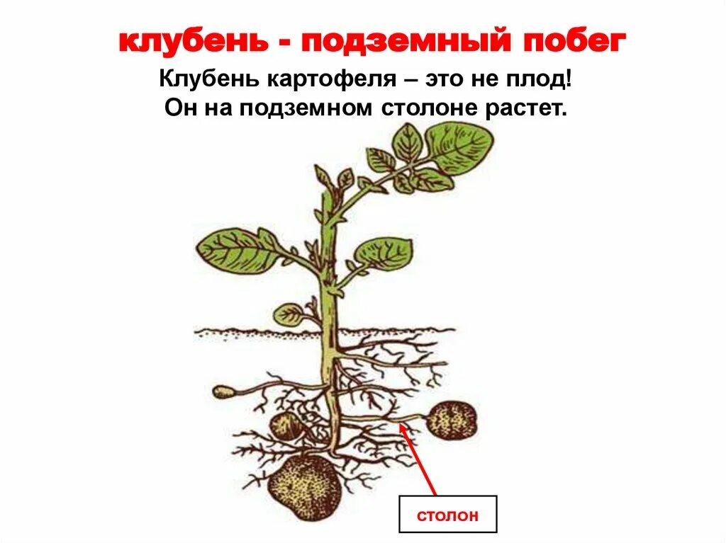 Видоизменение корня картофеля. Подземный побег клубень картофеля. клубень и столоны картофеля. видоизменение побегов столоны. видоизменённый побег клубень картофеля.