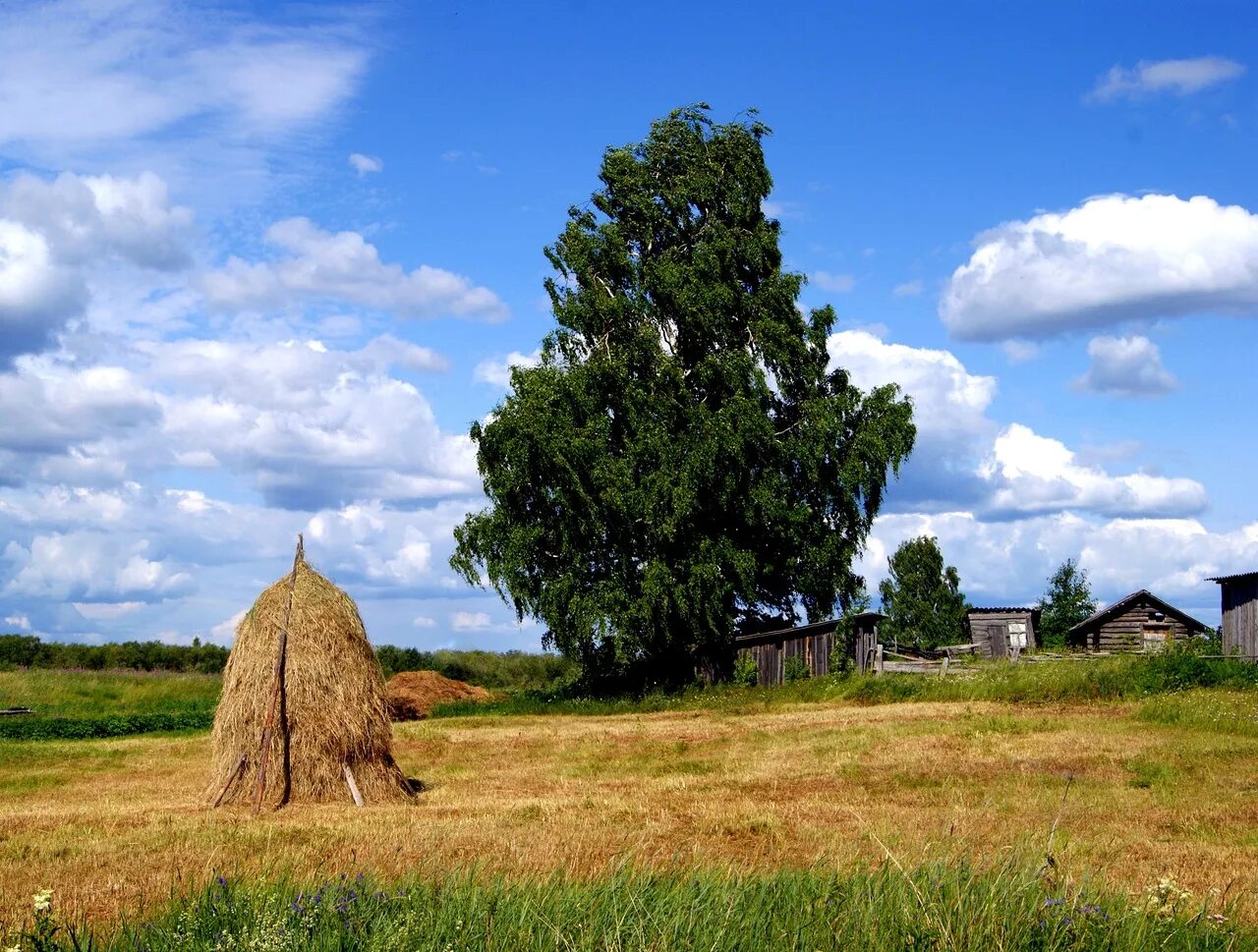 деревня береза. деревня береза поле россия. российские просторы березы есенин. деревенские березы. малышево сосновский район.