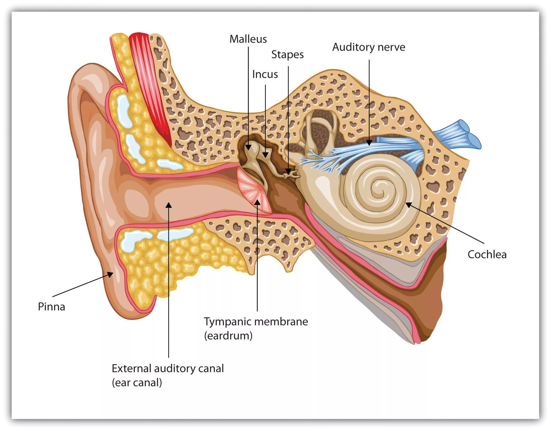 The hearing over. Строение органа слуха человека. Слуховой анализатор. Устройство уха.