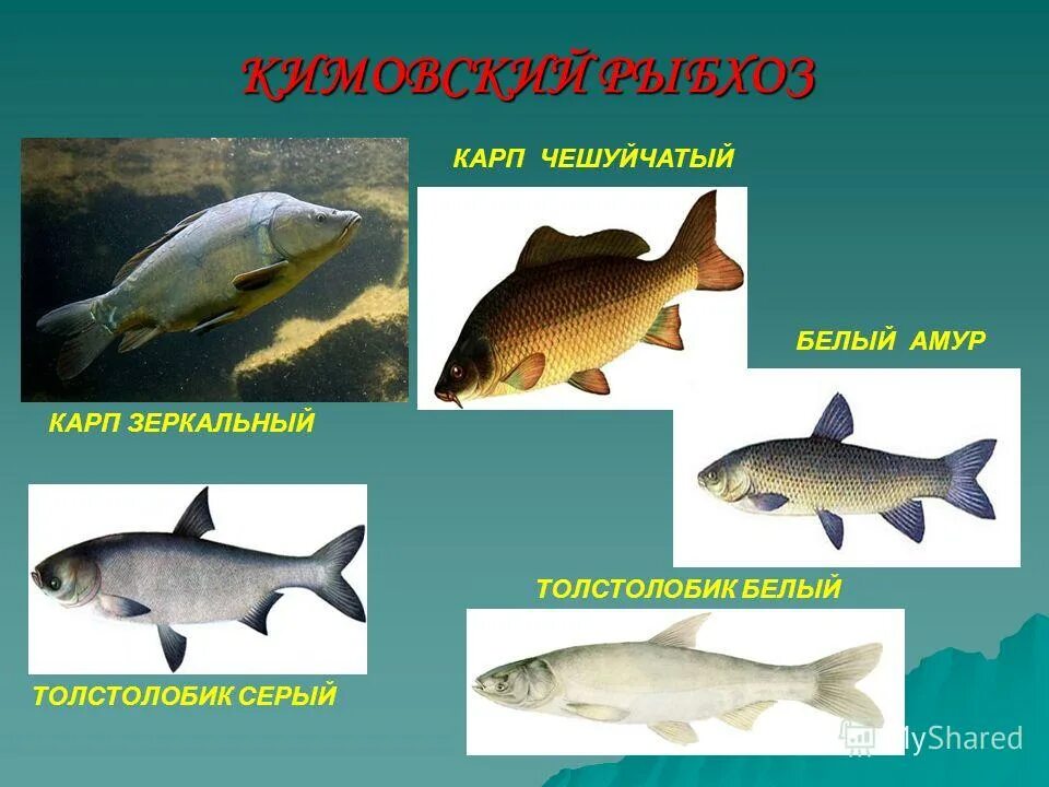 рыбы краснодарского края толстолобик. толстолобик , травоядные рыбы. лещ карп сазан. белый амур и толстолоб. доклад о рыбе толстолобик.