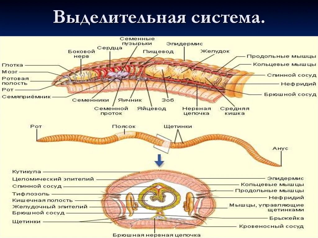 Строение выделительной системы круглых червей. Выделительная система круглого червя. Пищеварительная система кольчатых червей 7 класс. Строение выделительной системы кольчатых червей.