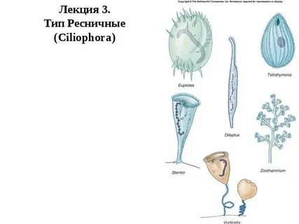 Тип ресничные