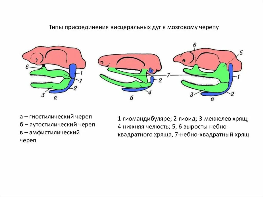 Череп позвоночных. Гиостилия и аутостилия. аутостилический тип черепа. гиостилия амфистилия. типы причленений висцеральных дуг к мозговому черепу..