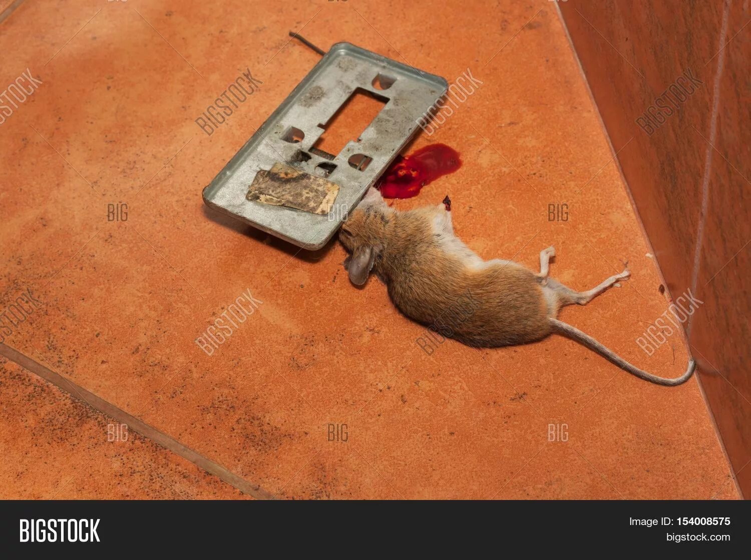 Дамбу съели мыши. Мышка в мышеловке. Крыса попала в мышеловку. Мышеловка с дохлой мышью.