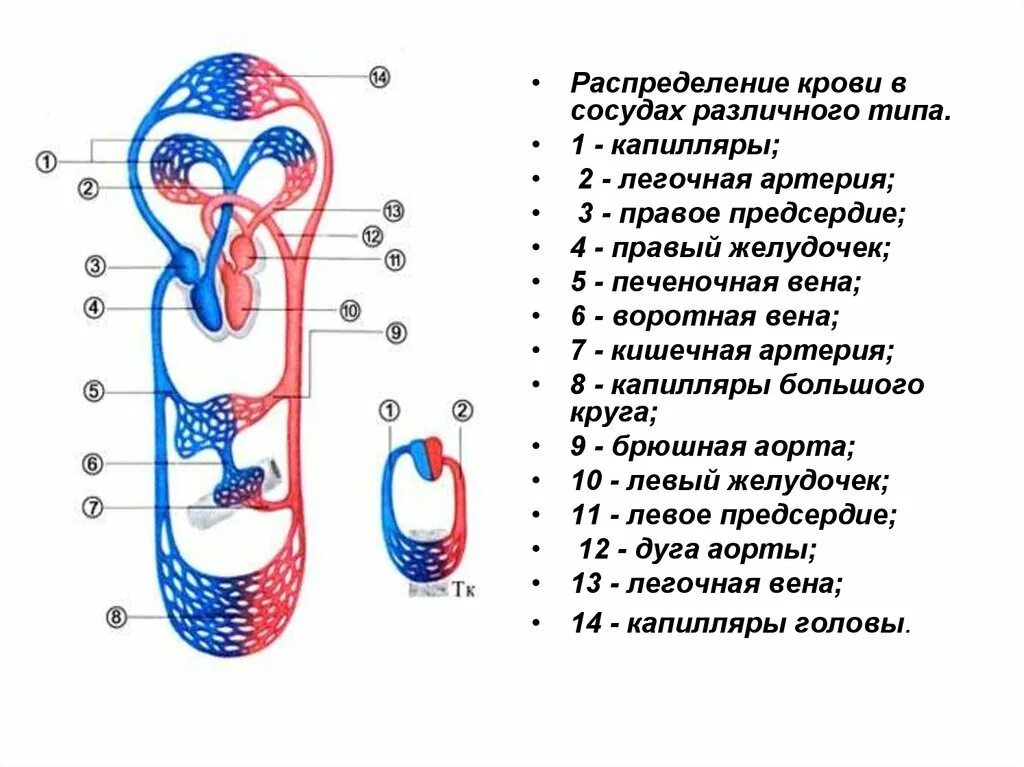 Соответствующие сосуды. Сосуды распределения сосуды распределения. круги кровообращения схема. схема кровообращения в желудочках. распределение крови по организму.