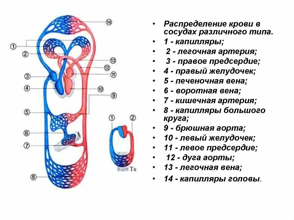 Сосуды распределения сосуды распределения. Круги кровообращения схема. Распределение крови по организму. Сосуды малого круга кровообращения.