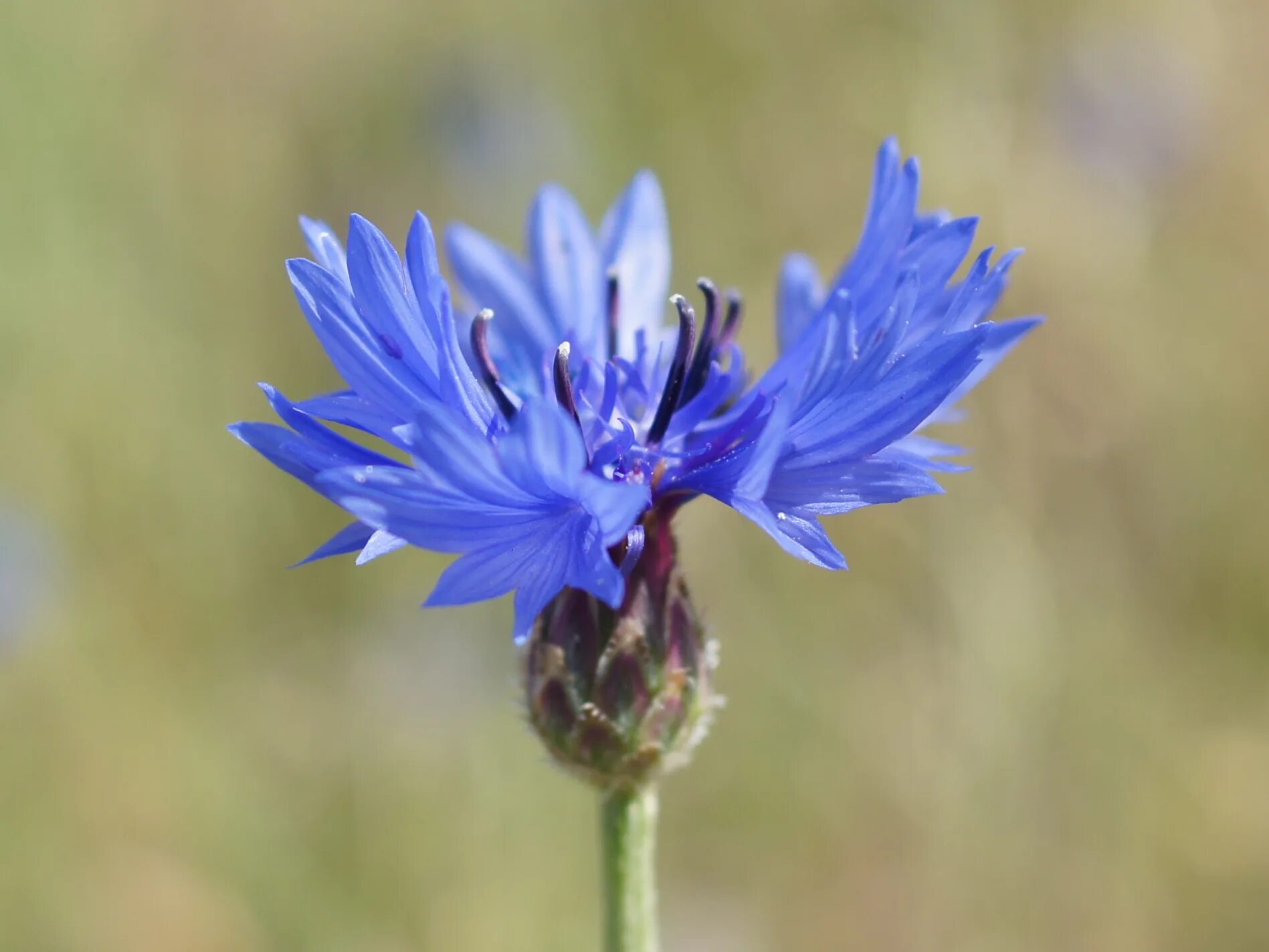 Василек голубой Centaurea cyanus. Василек полевой Centaurea cyanus. Василёк Донской (Centaurea tanaitica Klok.). Василек синий Centaurea cyanus l..