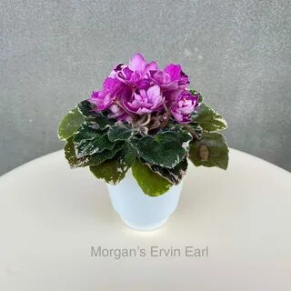 Фиалка morgan s