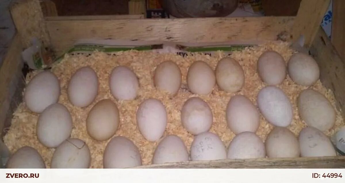 Яйцо гусиное инкубационное. Инкубируем гусиные яйца. Инкубационное яйцо гусей. Гусиное яйцо инкубационное инкубация. Купить гусиное яйцо на авито