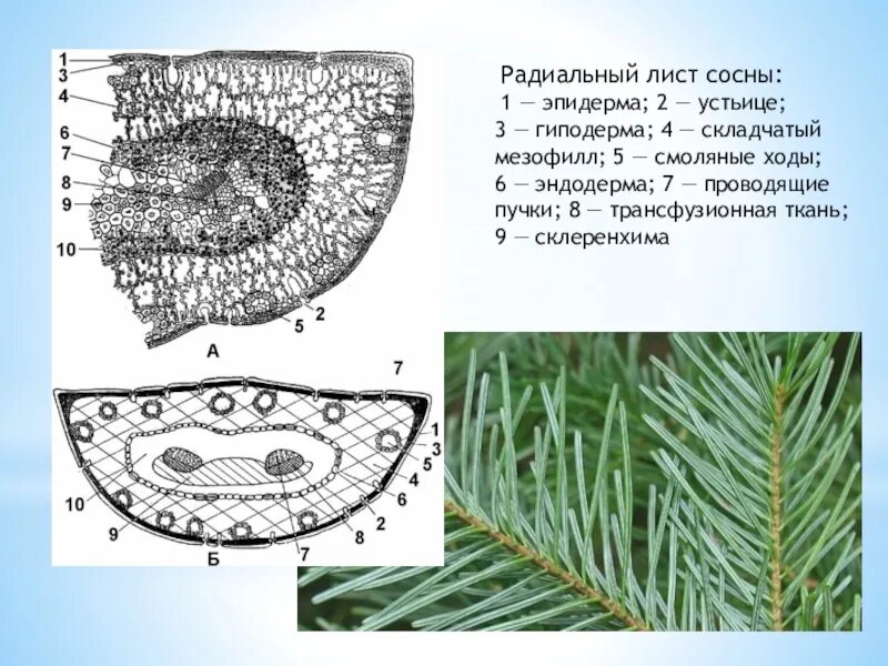 Анатомическое строение хвоинки сосны. Поперечный разрез хвоинки сосны. Лист хвоя сосны строение. Анатомическое строение хвоинки сосны обыкновенной. Листья хвойных покрыты кутикулой