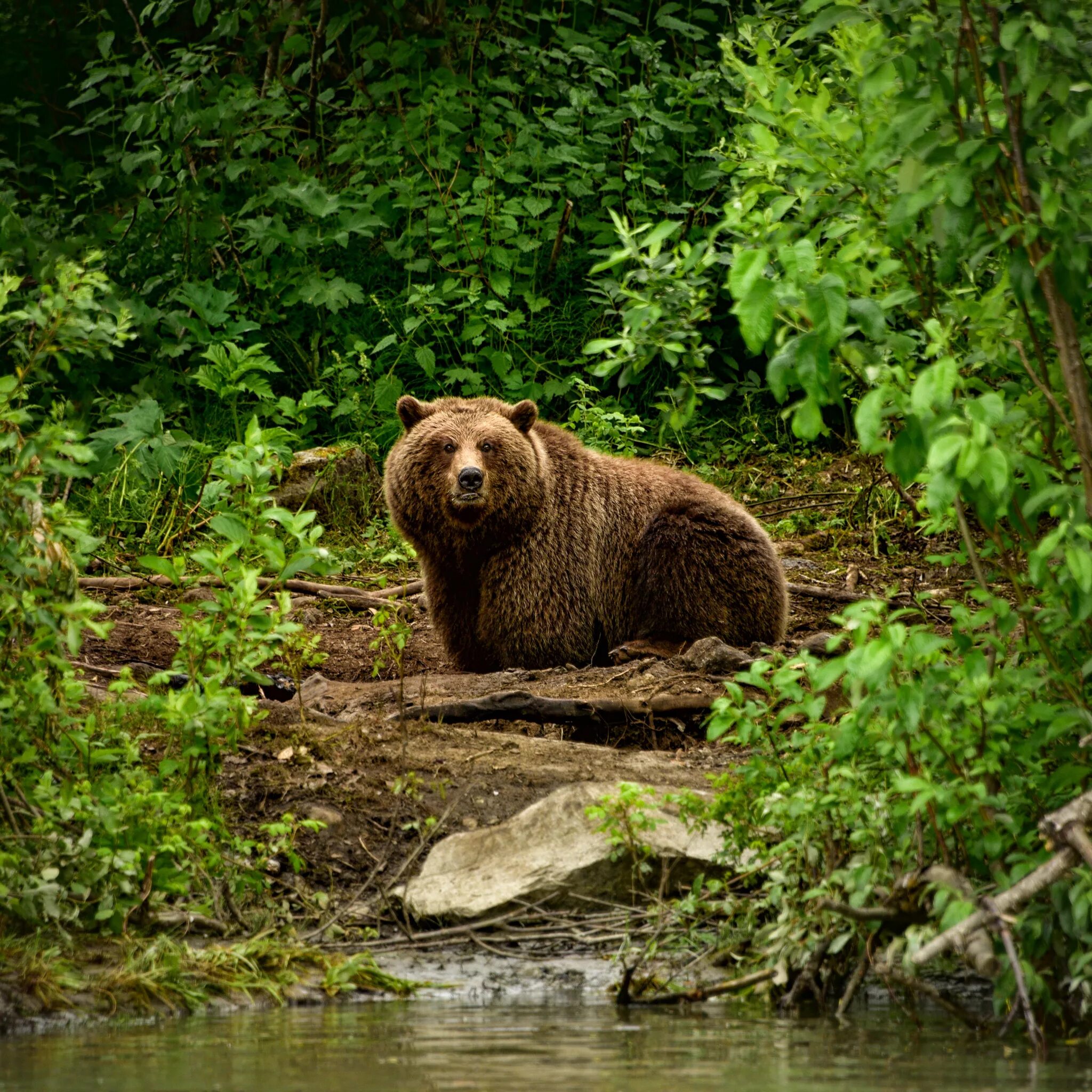 Wildlife на русском. Гризли североамериканский бурый медведь. Бурый медведь в тайге. Сибирский бурый медведь. Бурый медведь хозяин тайги.