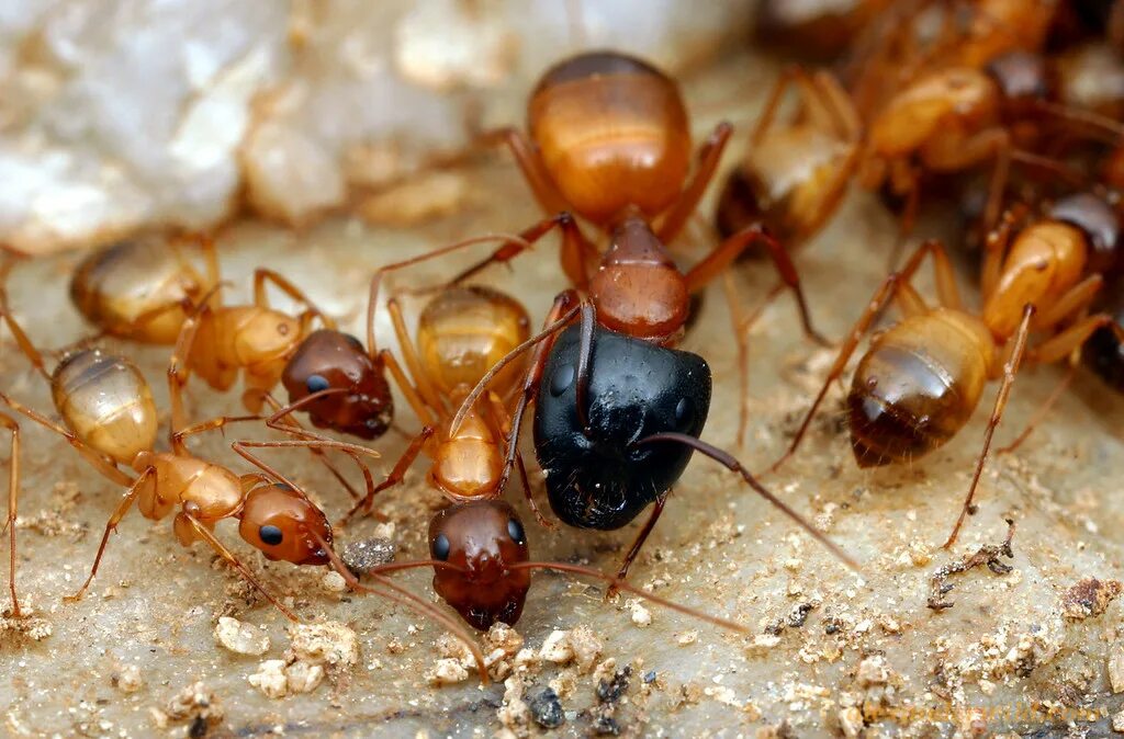 Термиты и муравьи. Camponotus sansabeanus. Термиты против муравьев. Муравей vs Термит.