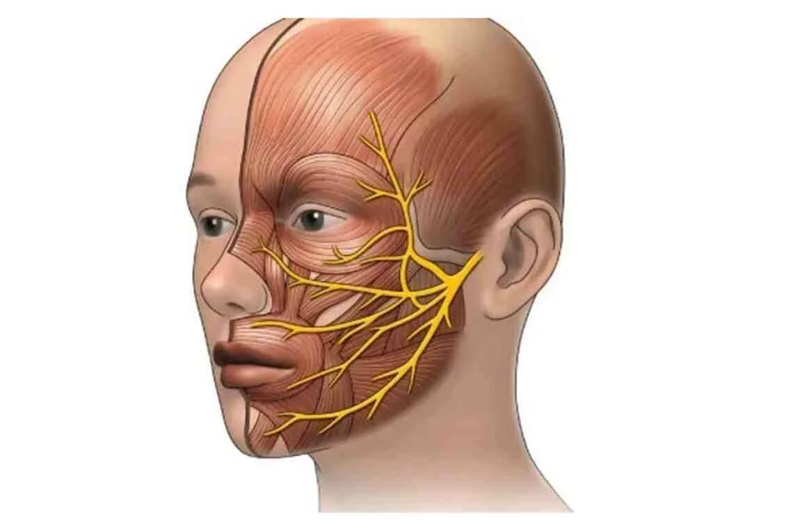 Тройничный черепной нерв. Neuralgia тройничный нерв. Неврит лицевого нерва анатомия. Тройничный нерв анатомия воспаление. Nervus trigeminus анатомия.