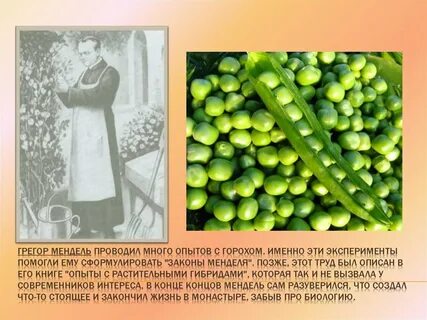 Мендель использовал 34 сорта гороха