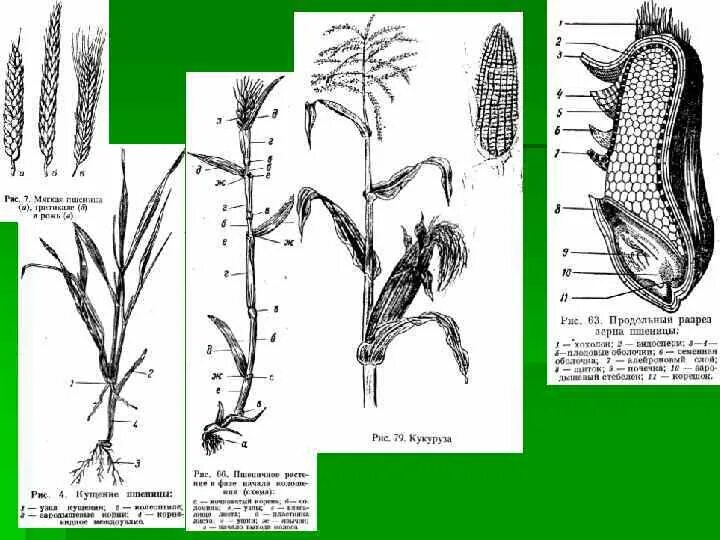 Органы злаковых. Строение Соломины пшеницы. Строение стебля злаковых. Строение стебля пшеницы рисунок. Строение стебля пшеницы.