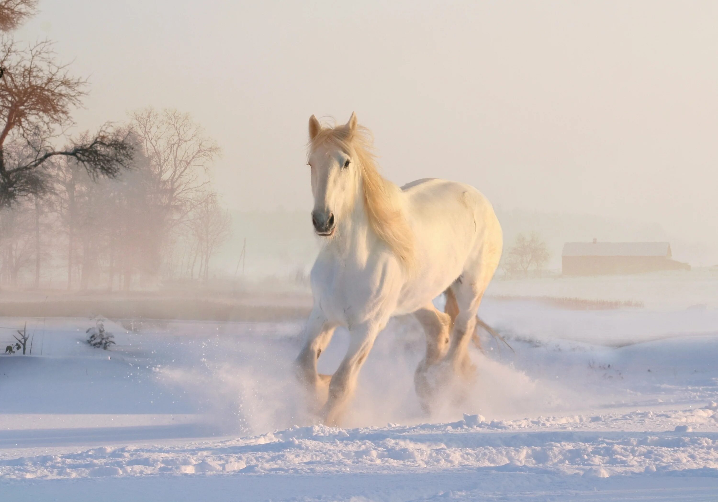 Белый конь. Лошади на рабочий стол. Лошади зимой. Красивые лошади.
